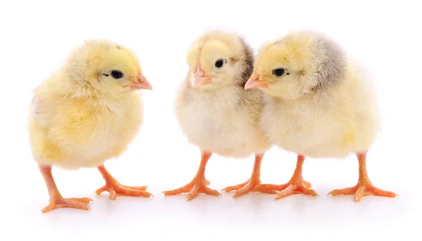 Tři žlutá kuřata. — Stock fotografie