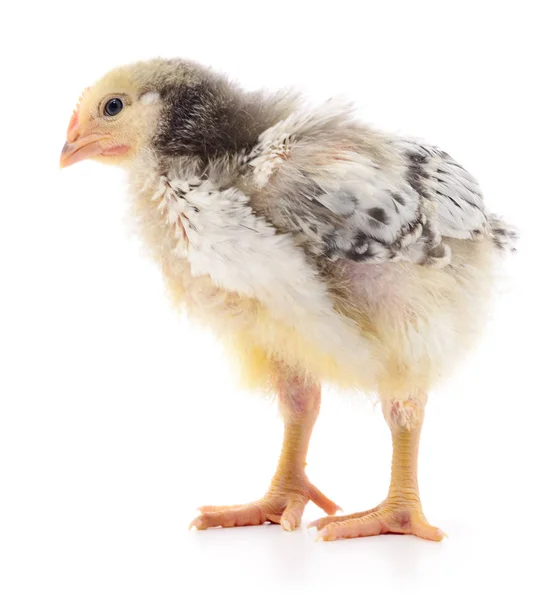 Kleines graues Huhn. — Stockfoto