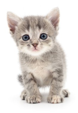 küçük gri kedicik.