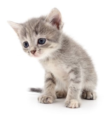 küçük gri kedicik.