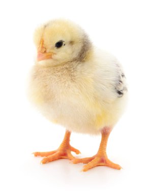 küçük sarı tavuk. 