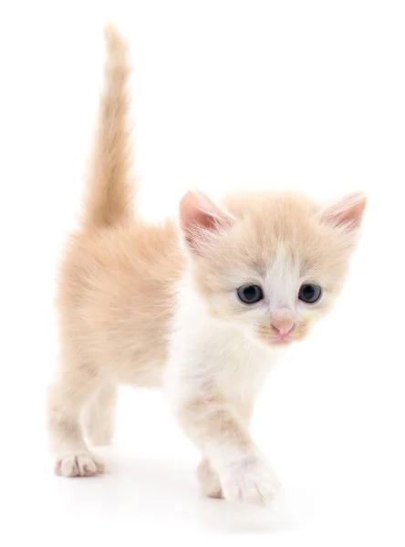 Kleine braune Kätzchen. — Stockfoto