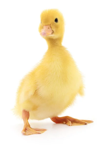 One yellow duckling. — Stock Photo, Image