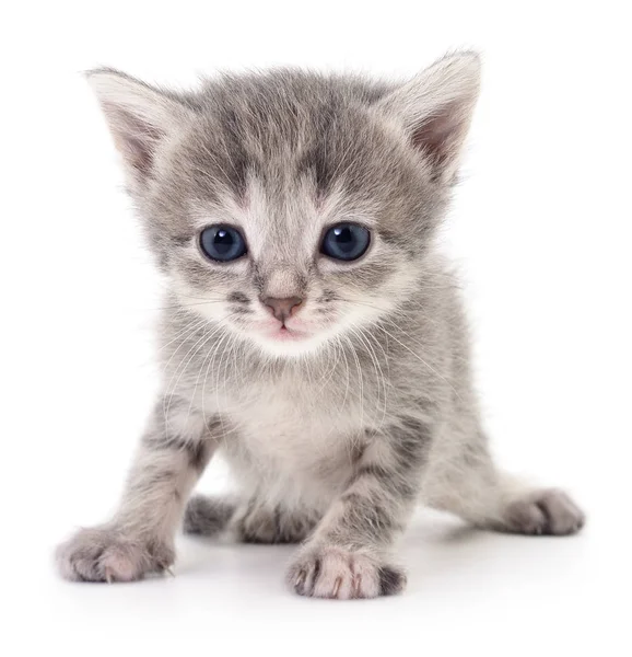 Pequeño gatito gris . — Foto de Stock