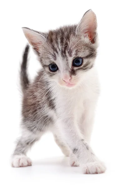 Kleine grijze kitten. — Stockfoto