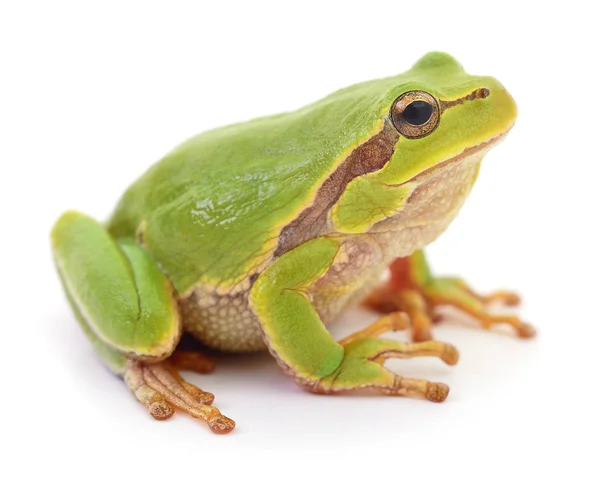 Grüner Frosch isoliert. — Stockfoto