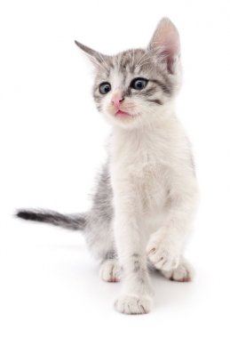 küçük gri kedicik.