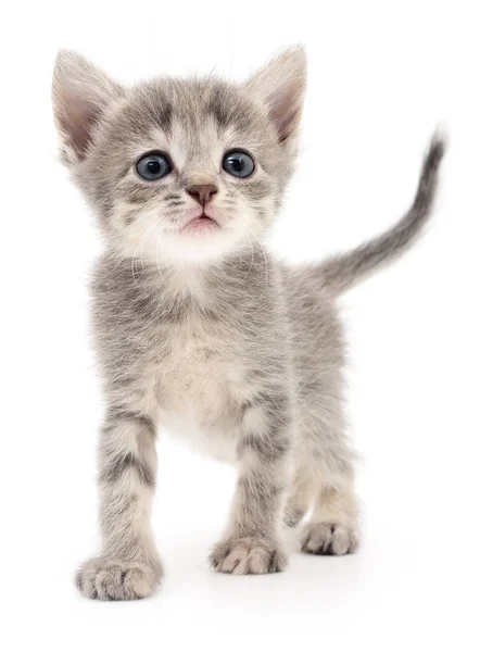 Piccolo gattino grigio . — Foto Stock