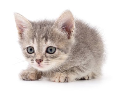 küçük gri kedicik.