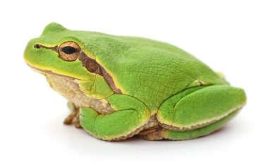 yeşil kurbağa izole.