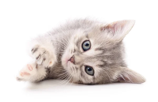 Kleine grijze kitten. — Stockfoto