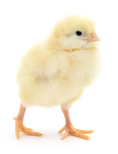 Malé žluté kuře. — Stock fotografie
