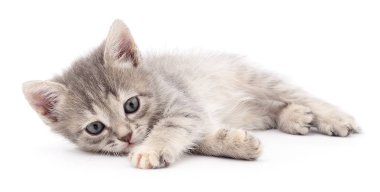 küçük gri kedicik.