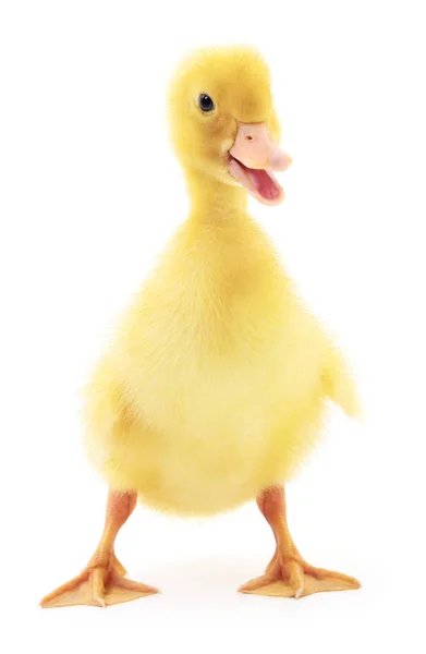 One yellow duckling. — Stock Photo, Image