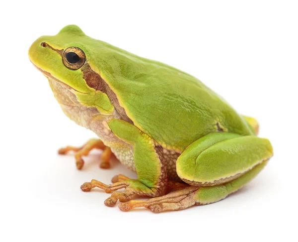 Grüner Frosch isoliert. — Stockfoto