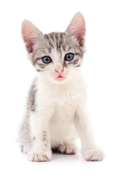 작은 회색 고양이. — 스톡 사진