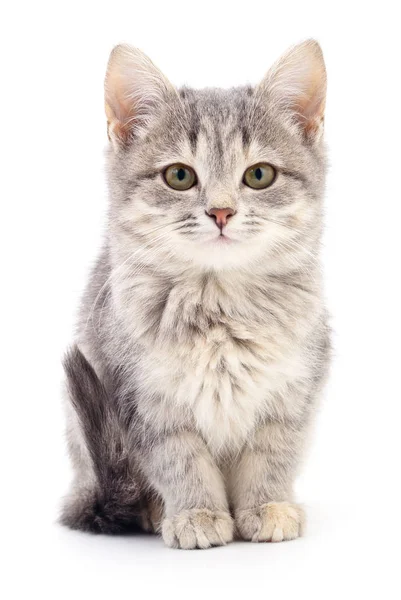 작은 회색 고양이. — 스톡 사진