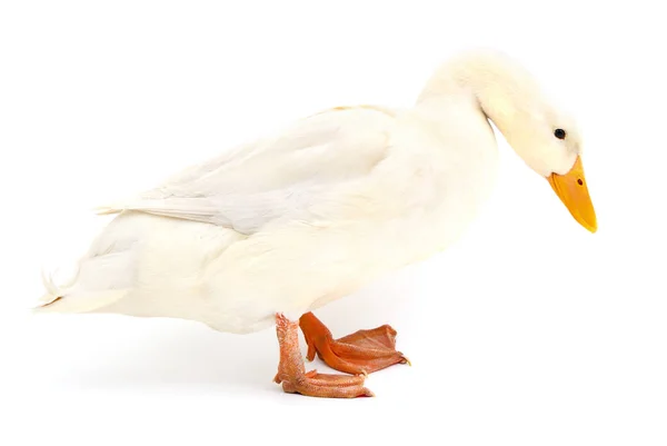 Duck on white. — Stok fotoğraf