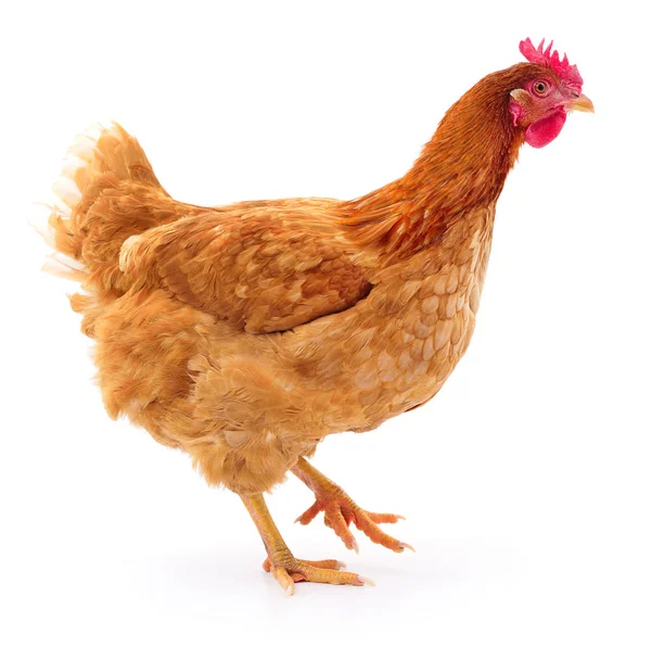 Brown hen isolated. — Stock Photo, Image