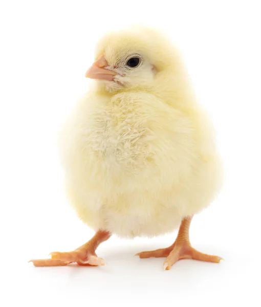 Pollo amarillo pequeño . —  Fotos de Stock