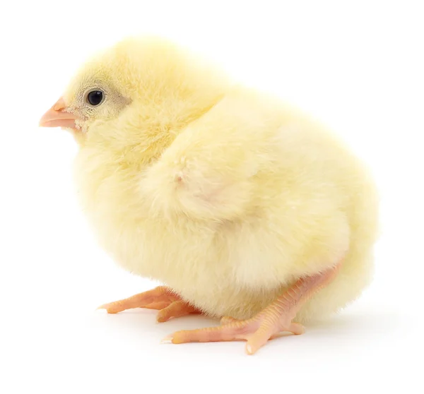 Small yellow chicken. — Stock Photo, Image