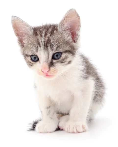 Gatito sobre fondo blanco. — Foto de Stock