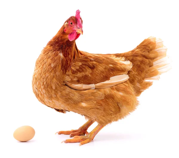 Brown hen and egg. — Stock Photo, Image