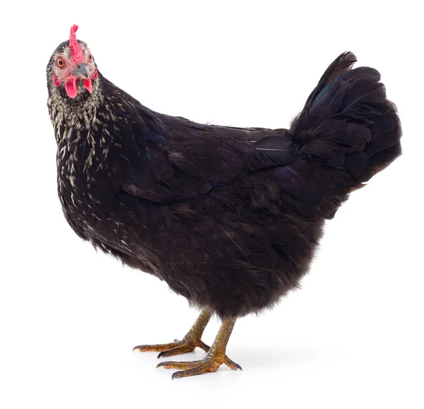 Black hen isolated. — Stock Photo, Image