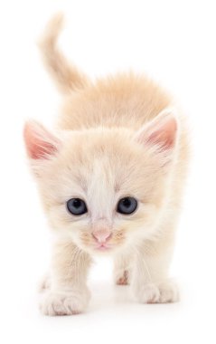 Küçük kahverengi yavru kedi.