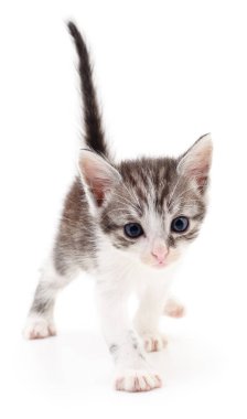 küçük gri kedicik.