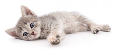 küçük gri kedicik.