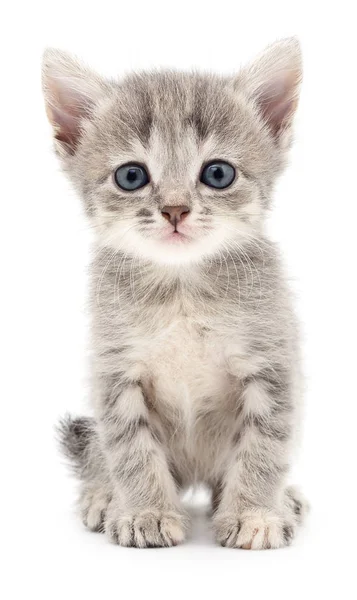 Pequeño gatito gris . — Foto de Stock