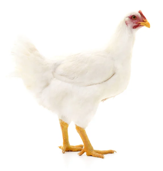 White hen isolated. — Stock Photo, Image