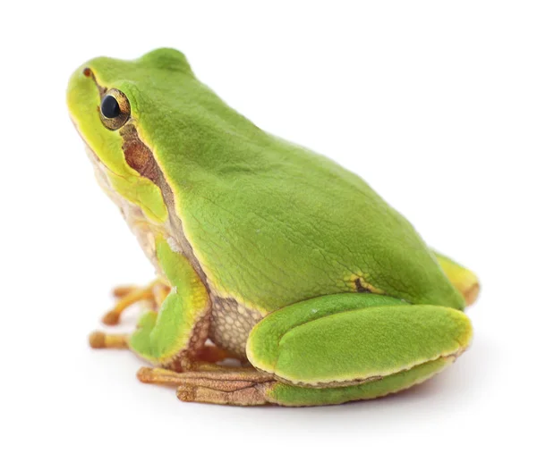 分離された緑のカエル. — ストック写真
