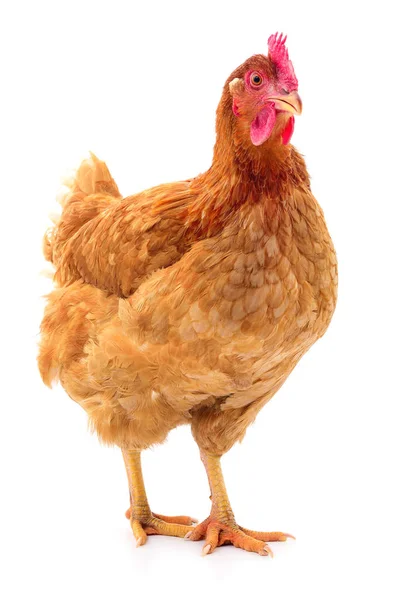 Brown hen isolated. — Stock Photo, Image