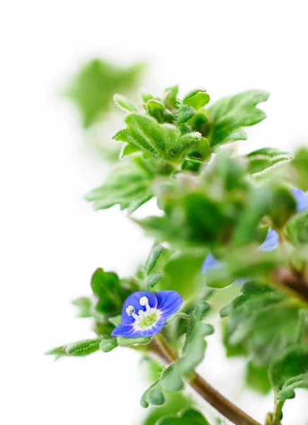 Natuur achtergrond intreepupil. — Stockfoto