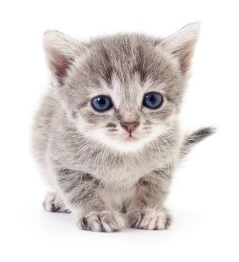 küçük gri kedicik.