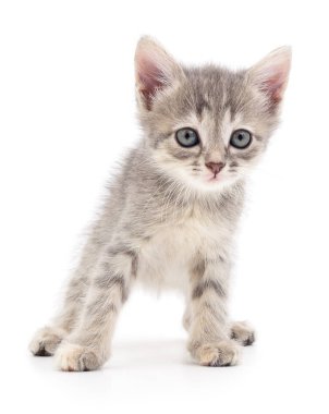 küçük gri kedicik.