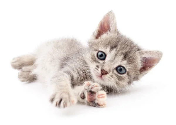 Pequeno gatinho cinzento . — Fotografia de Stock