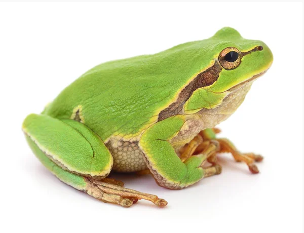 Grüner Frosch isoliert. — Stockfoto