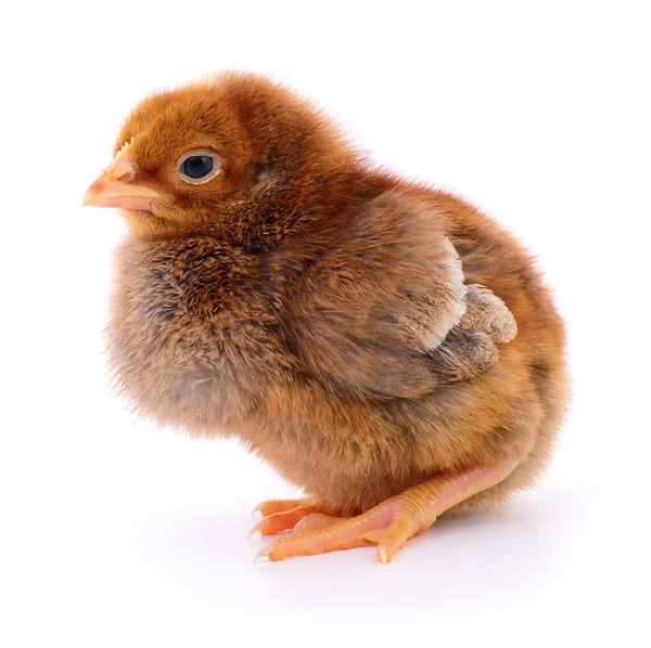 Petit poulet brun . — Photo