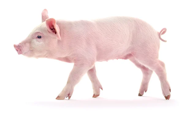 Cerdo sobre blanco . — Foto de Stock