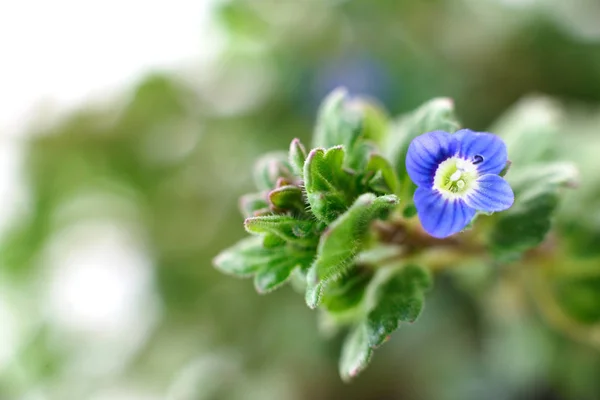 Natuur achtergrond intreepupil. — Stockfoto