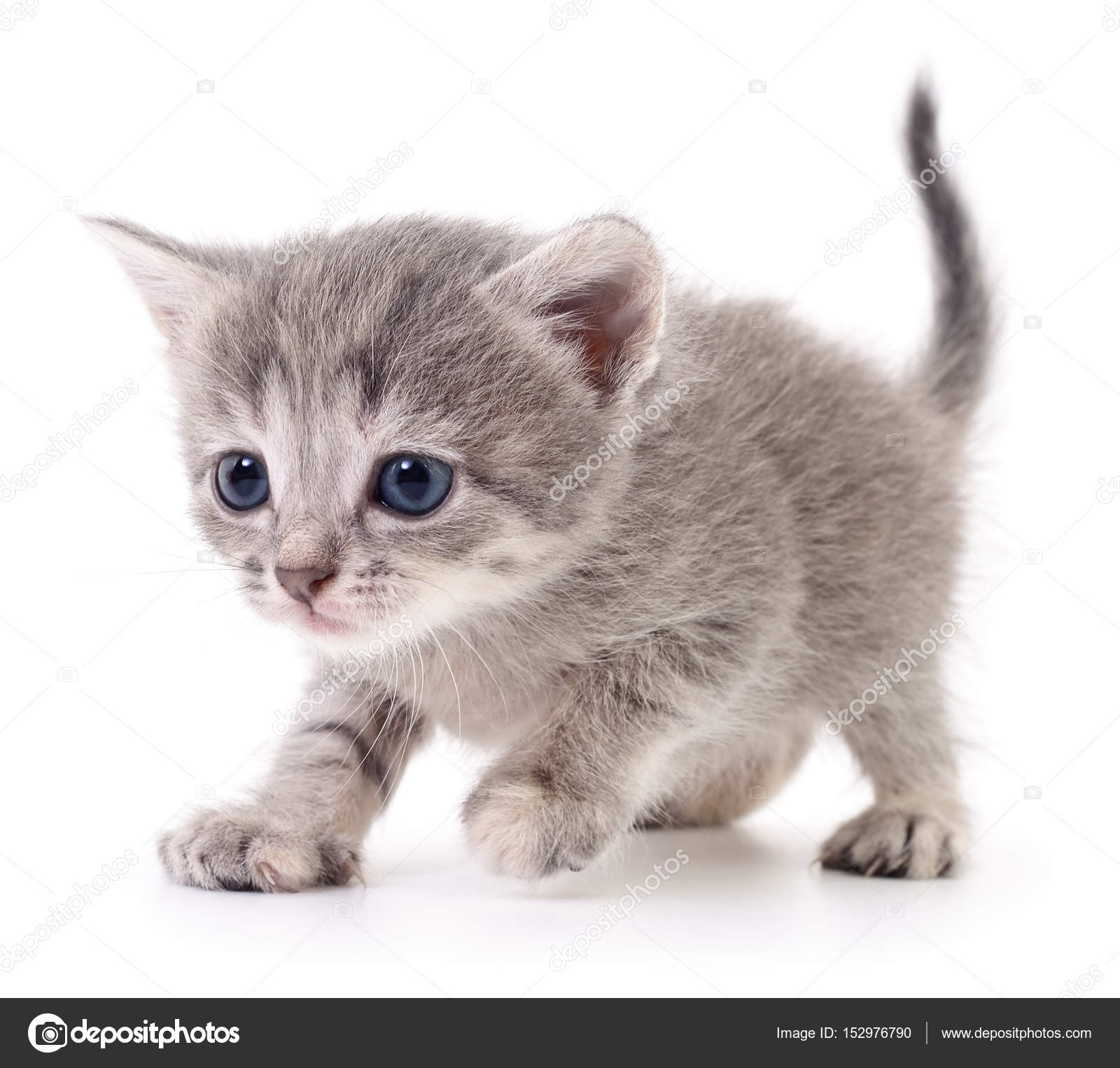 small gray kitten