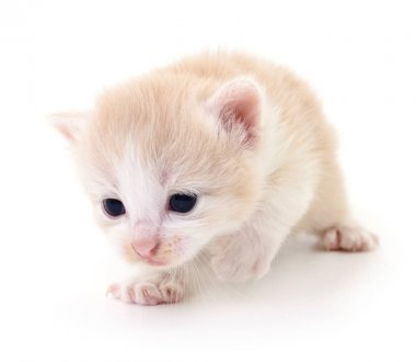 Küçük kahverengi yavru kedi.