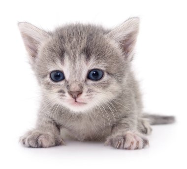 küçük gri kedicik.