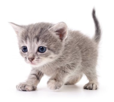 küçük gri kedicik.