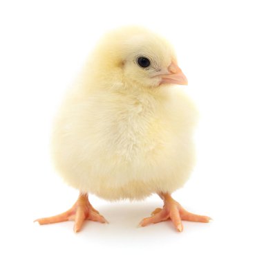 küçük sarı tavuk. 