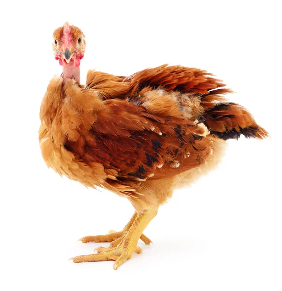 Small brown chicken. — Stock Photo, Image