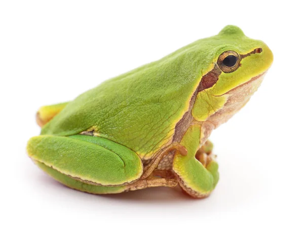 分離された緑のカエル. — ストック写真